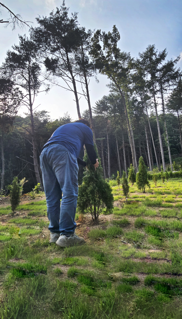 추모목 생육상태 점검