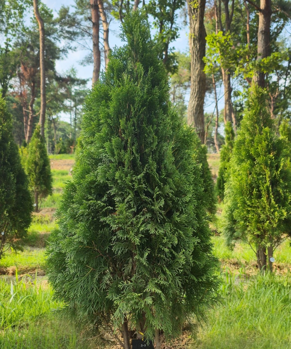 에메랄드그린(가족목) (1)3